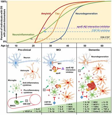 Innate Immune System Activation and Neuroinflammation in Down Syndrome and Neurodegeneration: Therapeutic Targets or Partners?